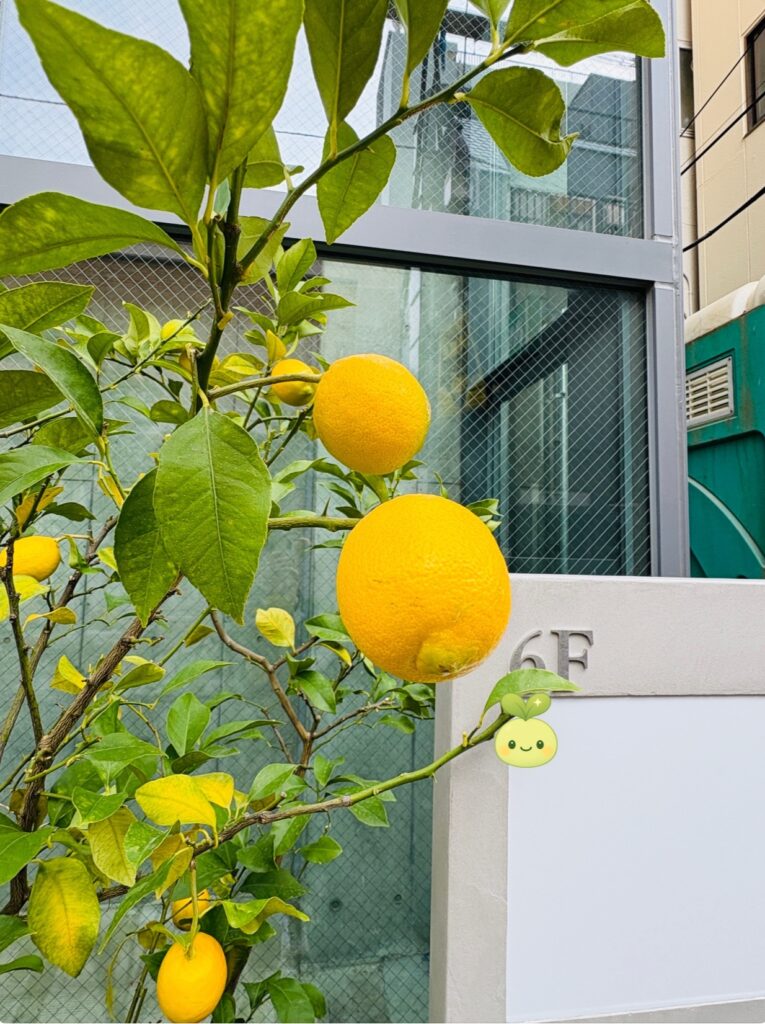 yellow citrus fruit on a tree in tokyo during winter