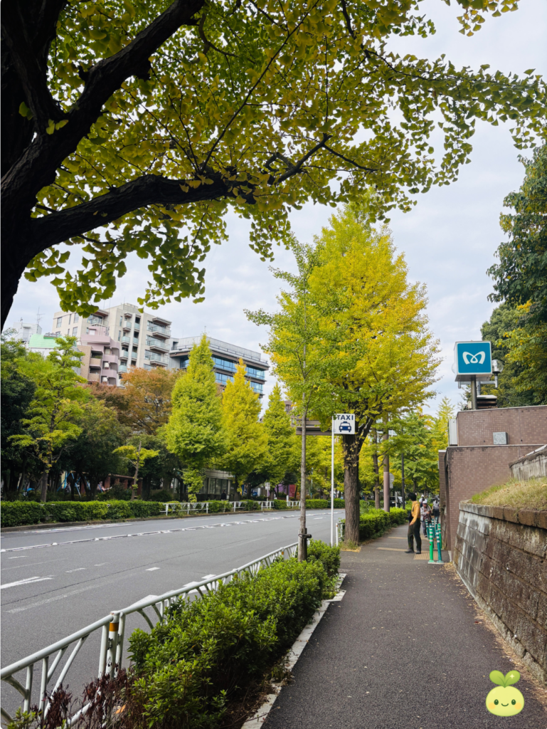 도쿄 요요기 가로수길 은행나무 풍경 – Tokyo Yoyogi ginkgo-lined street